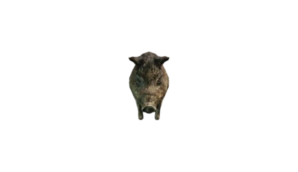 a_c_boar