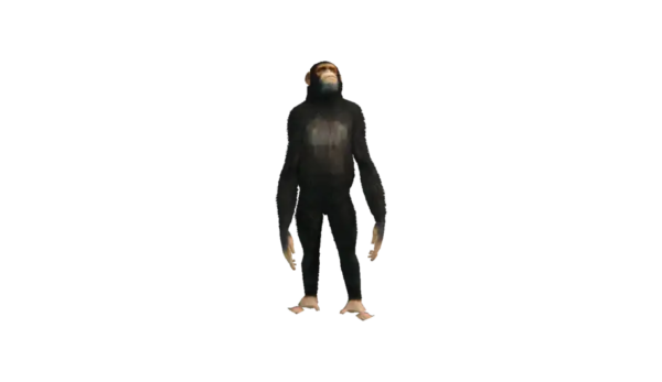 a_c_chimp