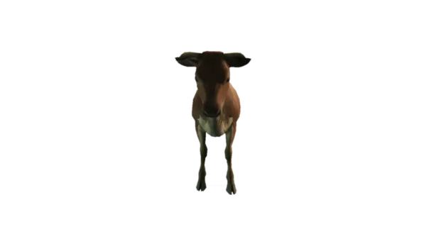 a_c_cow