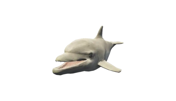 a_c_dolphin