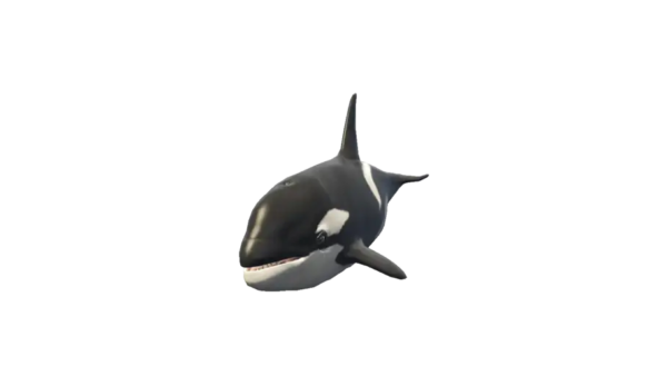 a_c_killerwhale