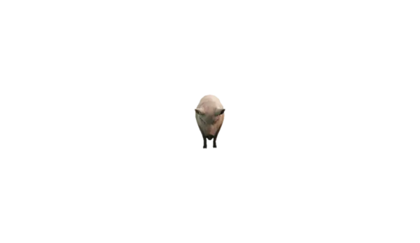a_c_pig
