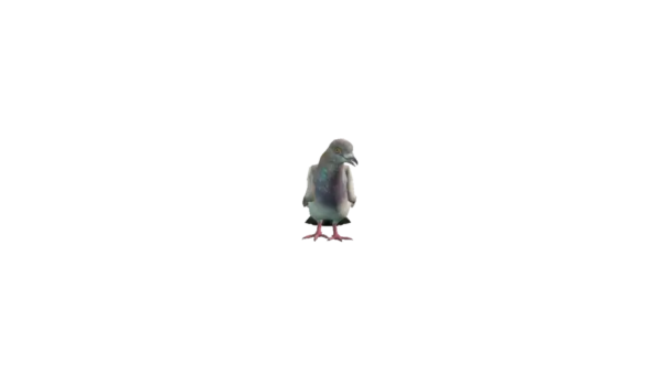 a_c_pigeon