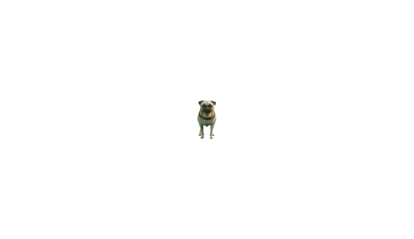 a_c_pug